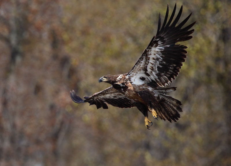 Pygargue a tte blanche immature ( bald Eagle )