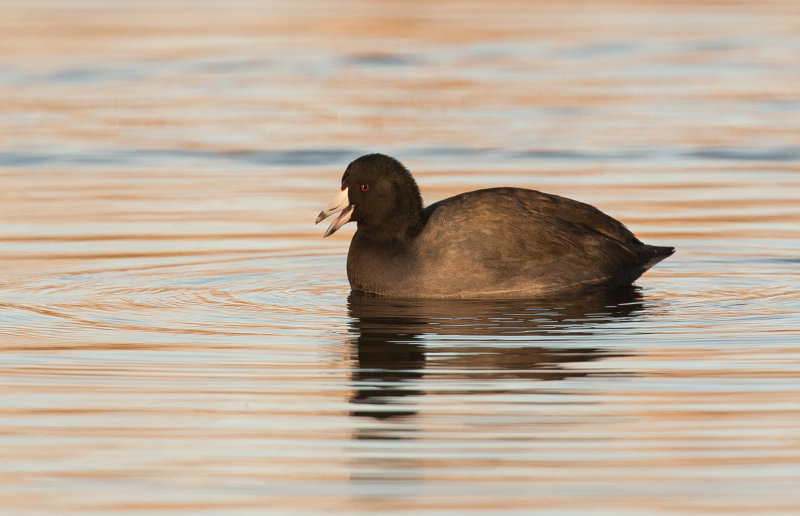 Foulque d Amrique ( Amrican Coot)