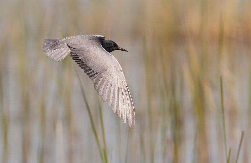 Guifette noire (black Tern)