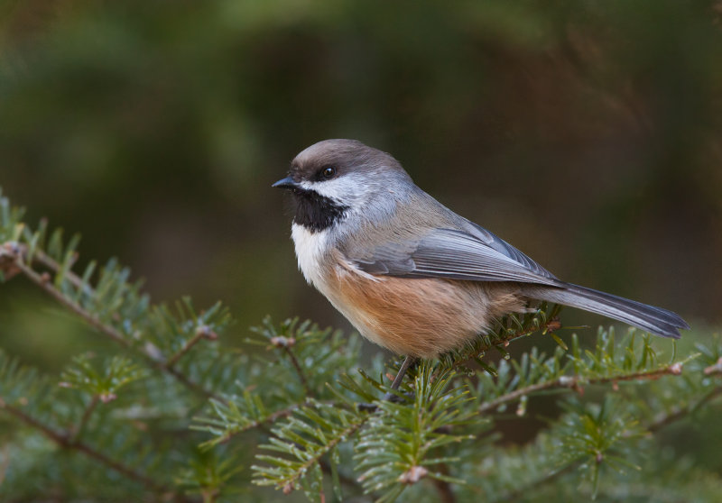 Msange a tte brune (boreal chikadee)