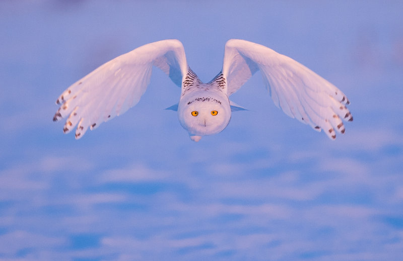 Harfang des neiges ( Snowy Owl )