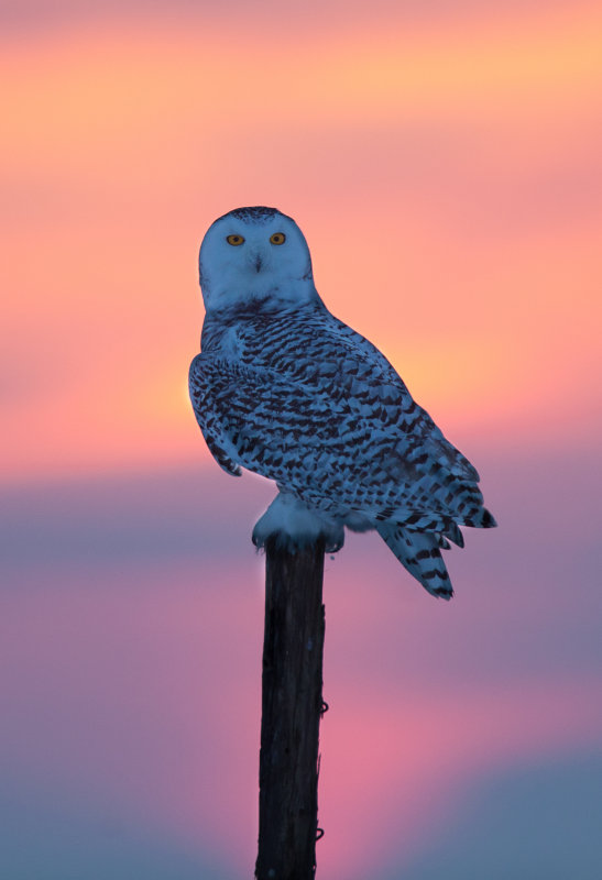 Harfang des neiges ( Snowy Owl )