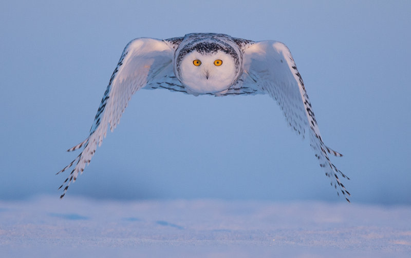 Harfang des neiges ( Snowy Owl )