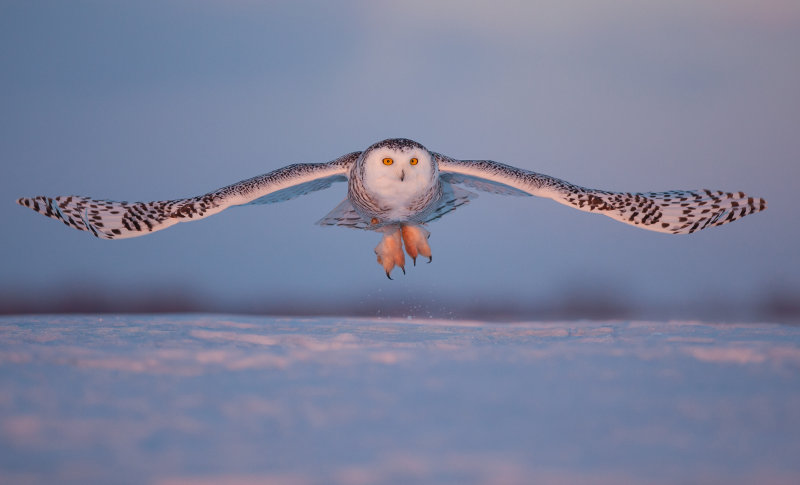 Harfang des neiges ( Snowy Owl )