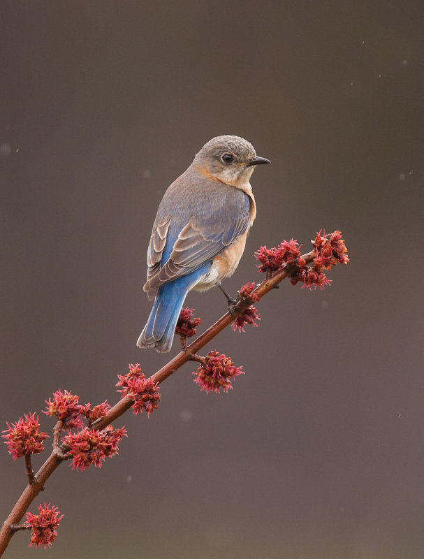 Merlebleu de l est ( Eastern Blue bird)  fem.