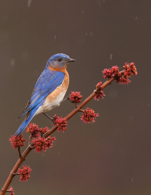 Merlebleu de l est ( Eastern Blue bird)