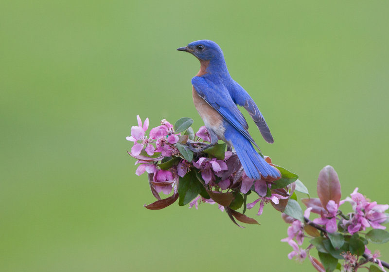 Merlebleu de l est ( Eastern Blue bird)