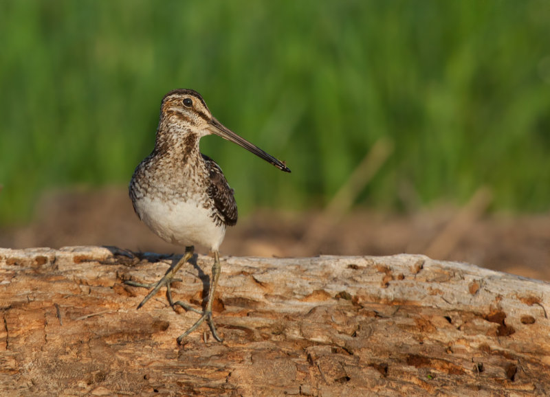 Bcassine de wilson (Wilson's Snipe)