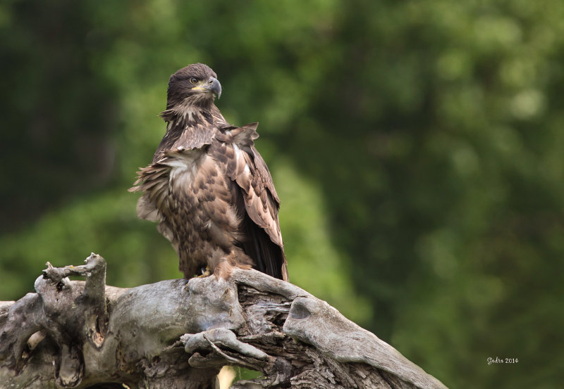 Pygargue a tte blanche immature ( bald Eagle )