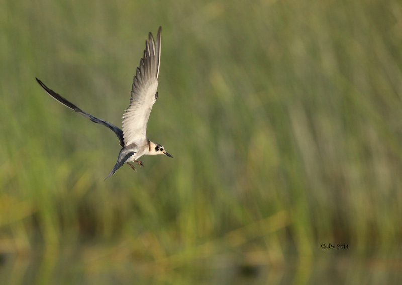 Guifette noire (black Tern) juv