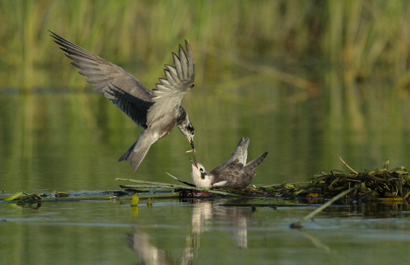 Guifette noire (black Tern)