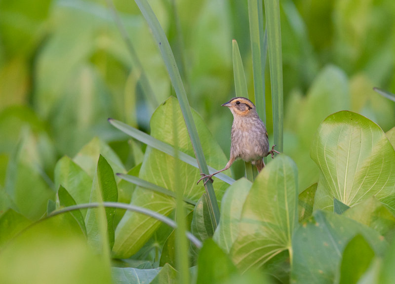 Bruant de Nelson (Nelson's Sparrow)