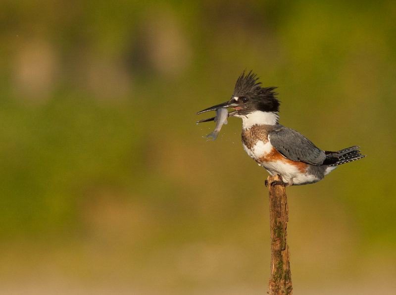Martin-pcheur d 'Amrique ( Belted Kingfischer)