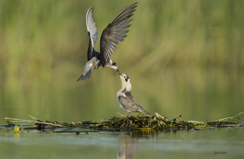 Guifette noire (black Tern)