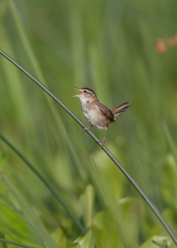 Troglodyte des marais (Marsh Wren)