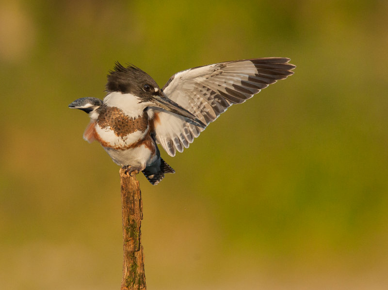 Martin-pcheur d 'Amrique ( Belted Kingfischer)