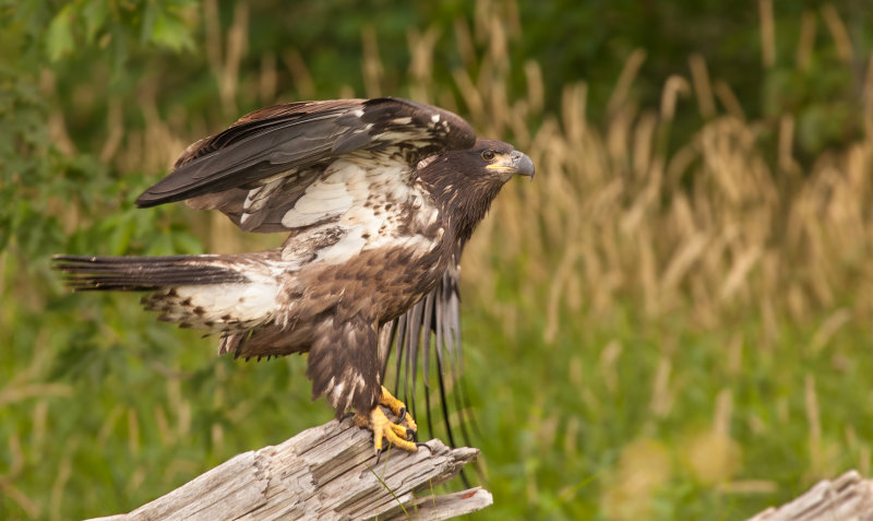 Pygargue a tte blanche immature ( bald Eagle )