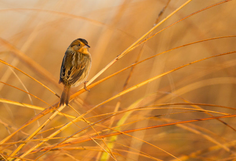 Bruant de Nelson (Nelson's Sparrow)