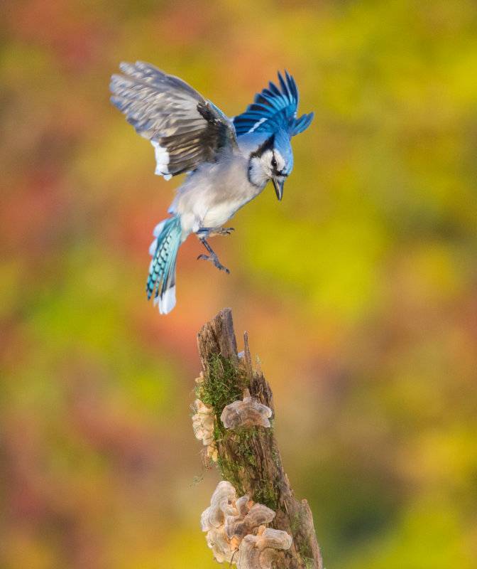 Geai bleu (Blue Jay)