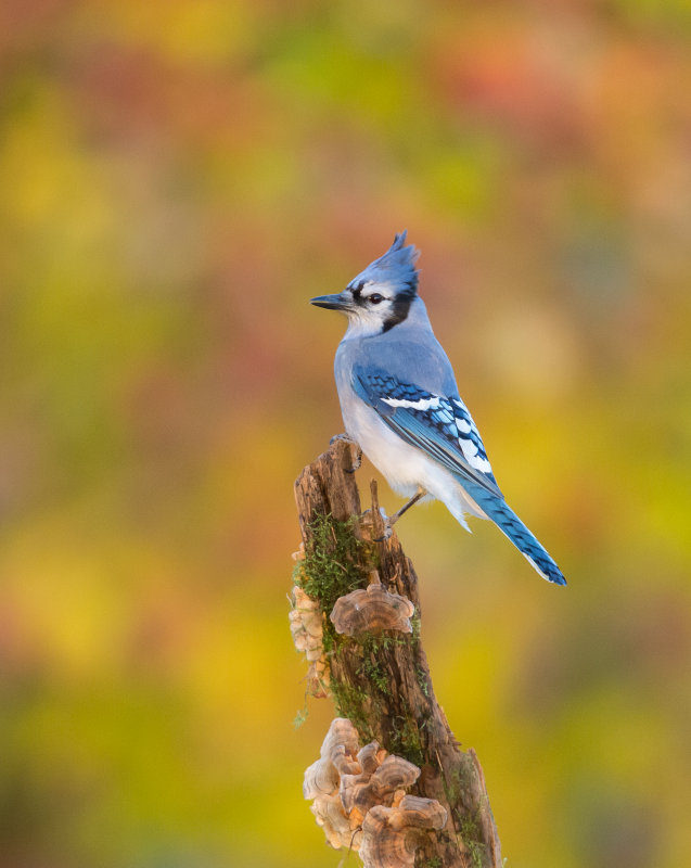 Geai bleu (Blue Jay)