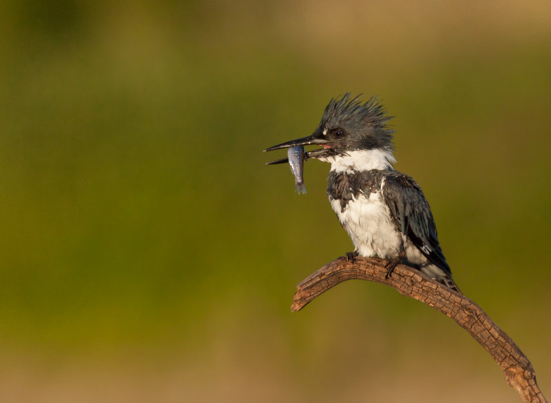 Martin-pcheur d 'Amrique mle ( Belted Kingfischer) 