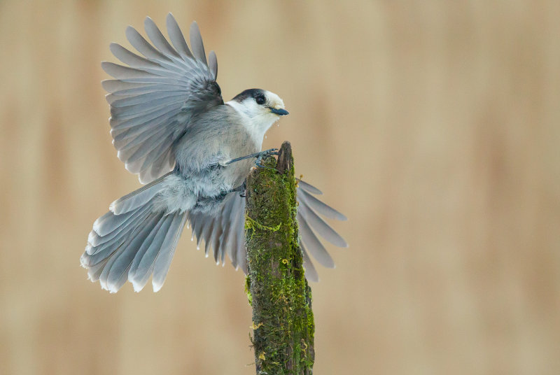 Msangeai du Canada (Gray Jay)