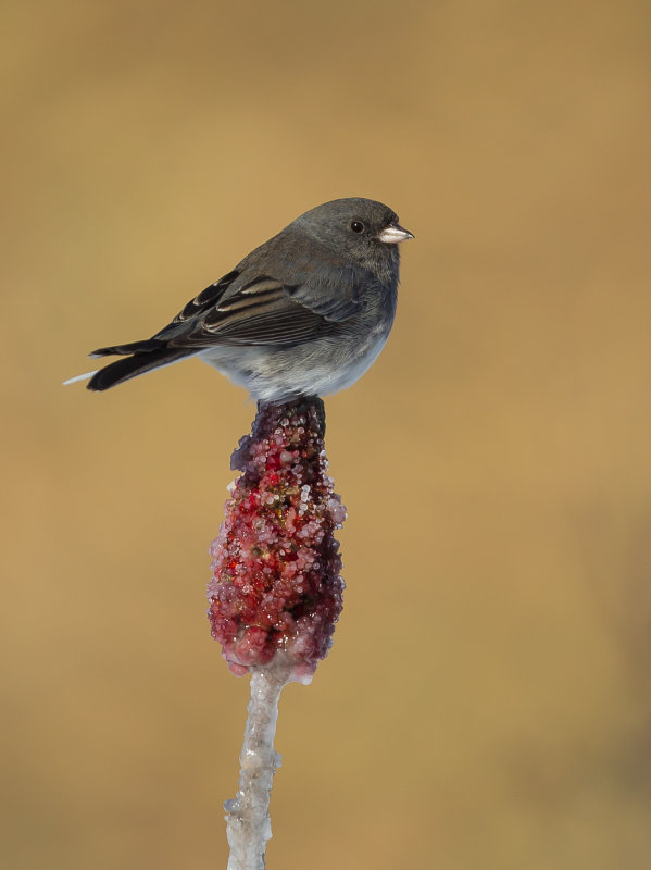 Junco ardois (Dark-eyed)