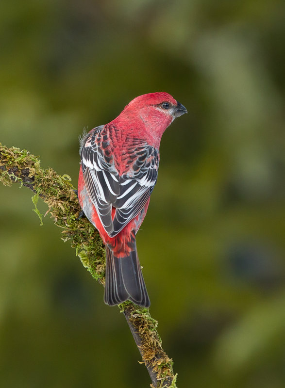 Durbec des sapins ( Pine Grosbeak)