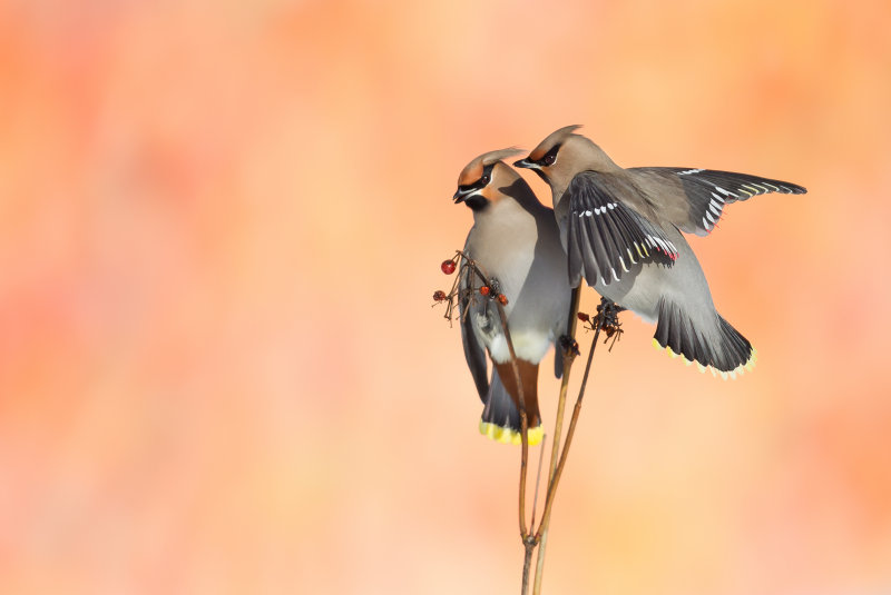 Jaseur boral (Bohemian Waxwing)