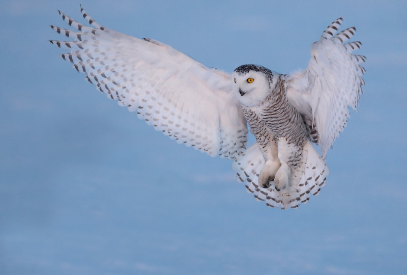Harfang des neiges ( Snowy Owl )