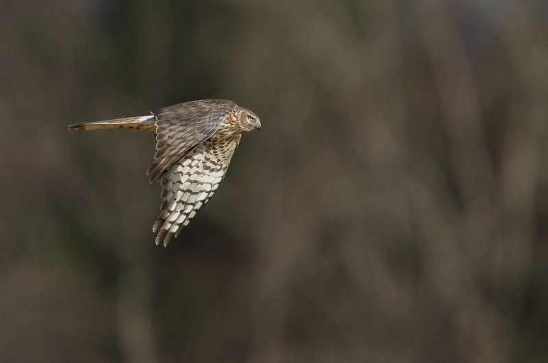 Busard Saint-Martin (Northern Harrier)