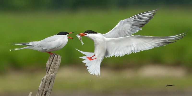 Sterne pierregarin (Common tern)