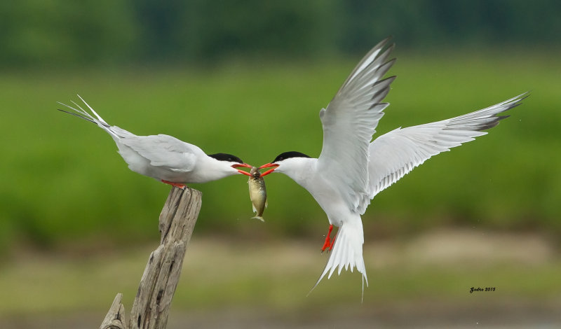 Sterne pierregarin (Common tern)