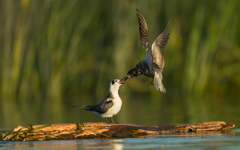 Guifette noire (black Tern)