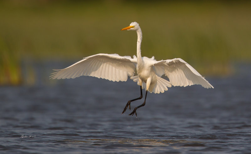 Grande aigrette (Great Egret)