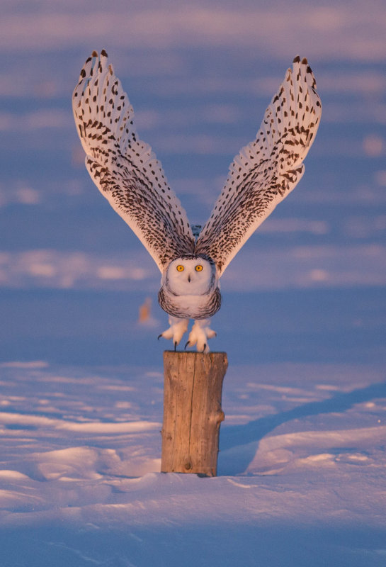 Snowy Owl (Harfang des neiges)