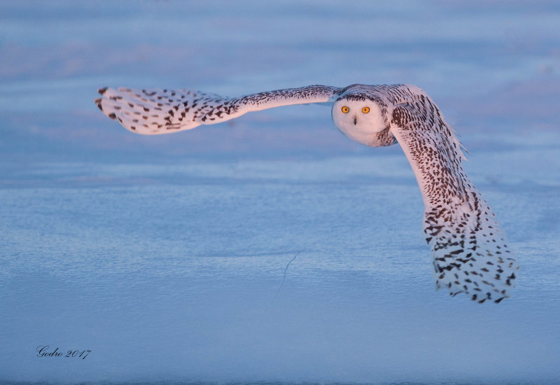 Snowy Owl (Harfang des neiges)