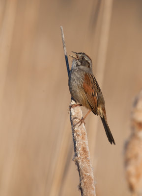 Bruant des marais ( swamp sparrow)