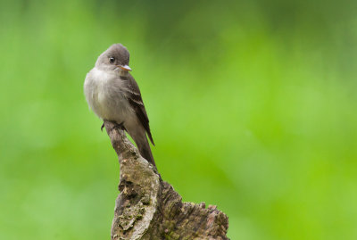 Pioui de l'est (Eastern Wood-Pewee)