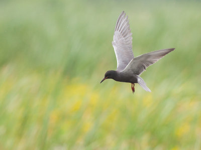 Guifette noire (black Tern)