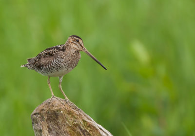 Bcassine de wilson (Wilson's Snipe)