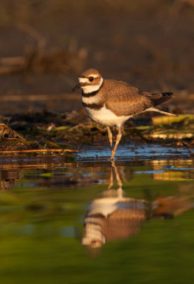 Pluvier kildir (Killdeer)