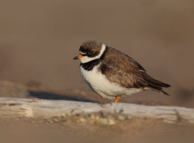 Pluvier semipalm  ( Semipalmated Plover )