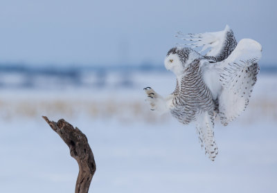 Harfang des neiges ( Snowy Owl )