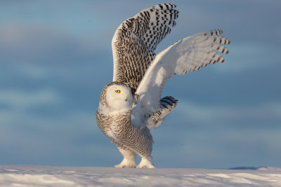 Harfang des neiges ( Snowy Owl )