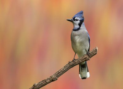 Geai bleu (Blue Jay)