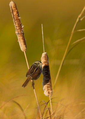 Bruant des marais ( swamp sparrow)
