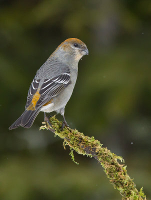 Durbec des sapins (fem) Pine Grosbeak