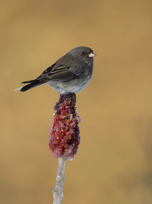 Bruants (Sparrow)
