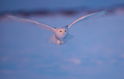 Harfang des neiges ( Snowy Owl )